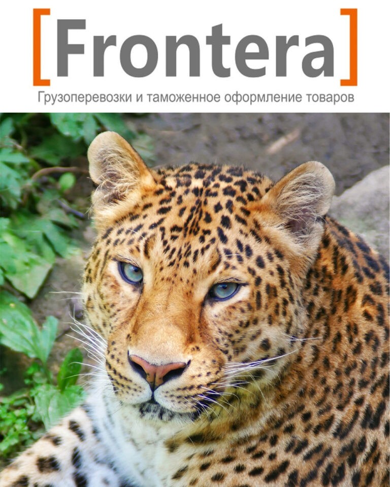 Логистическая компания Frontera Group опекает леопарда по кличке Милаша