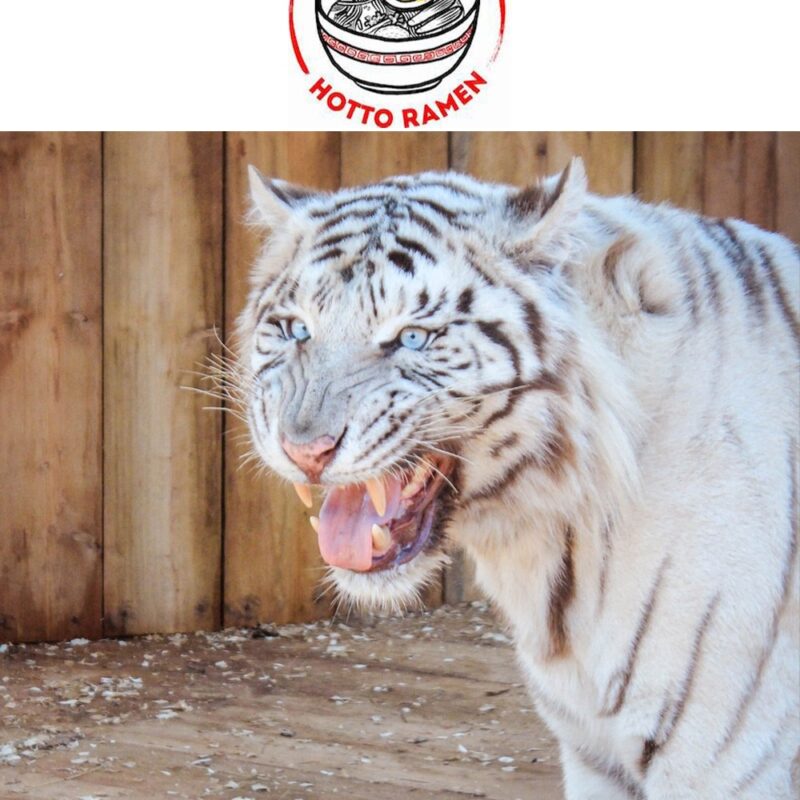 Доставка аутентичной японской еды Hotto Ramen опекает Бенгальского тигра по кличке Маркиз