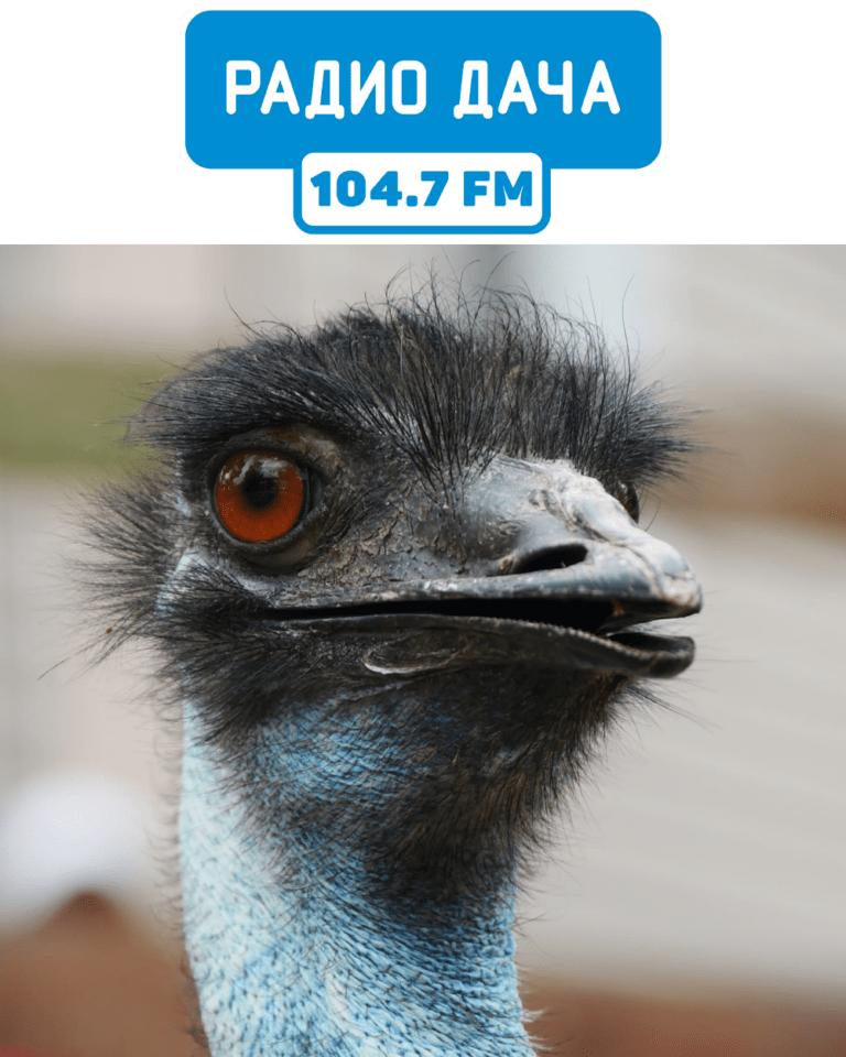 Радио Дача опекает страуса эму