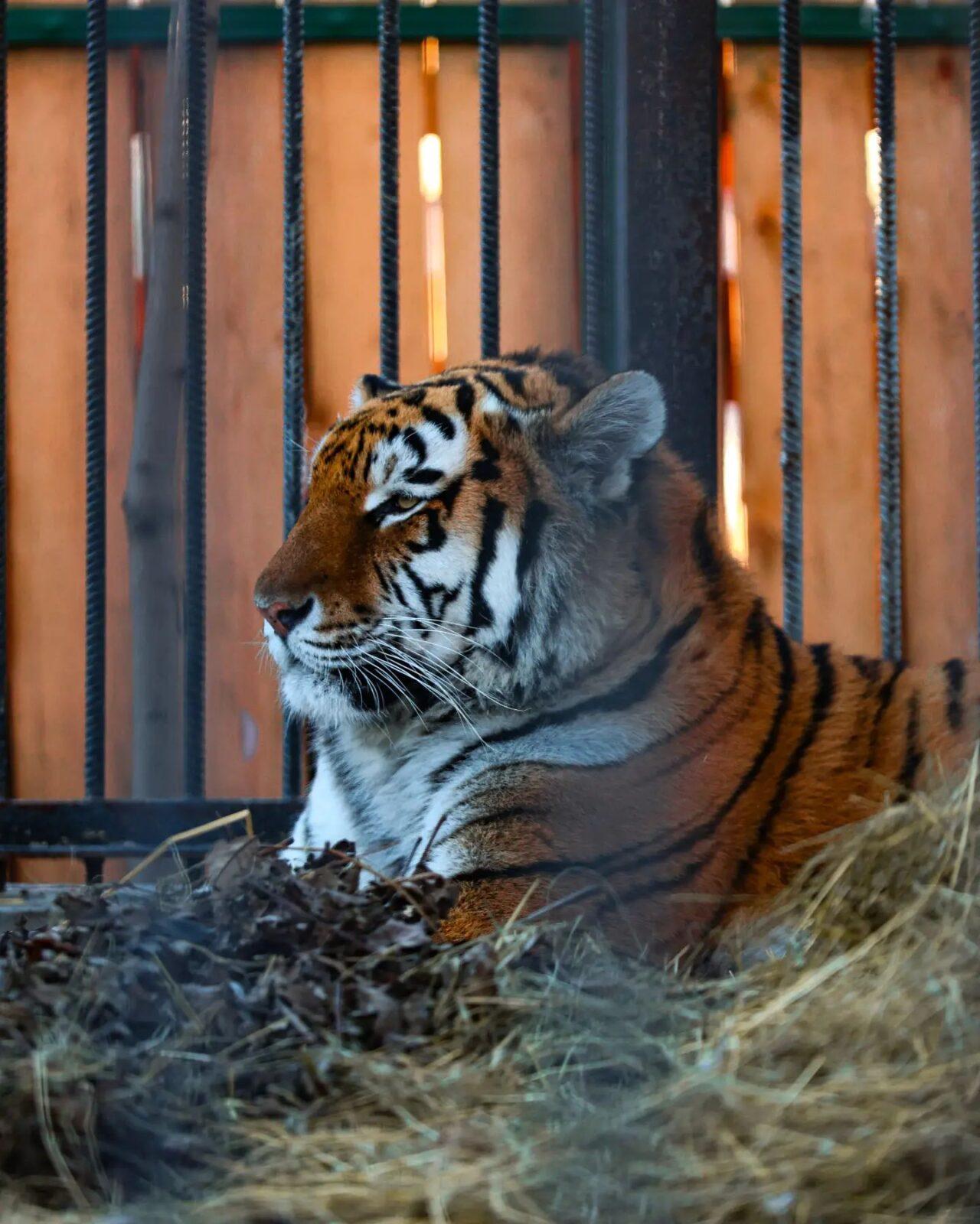 Амурский тигр (10)