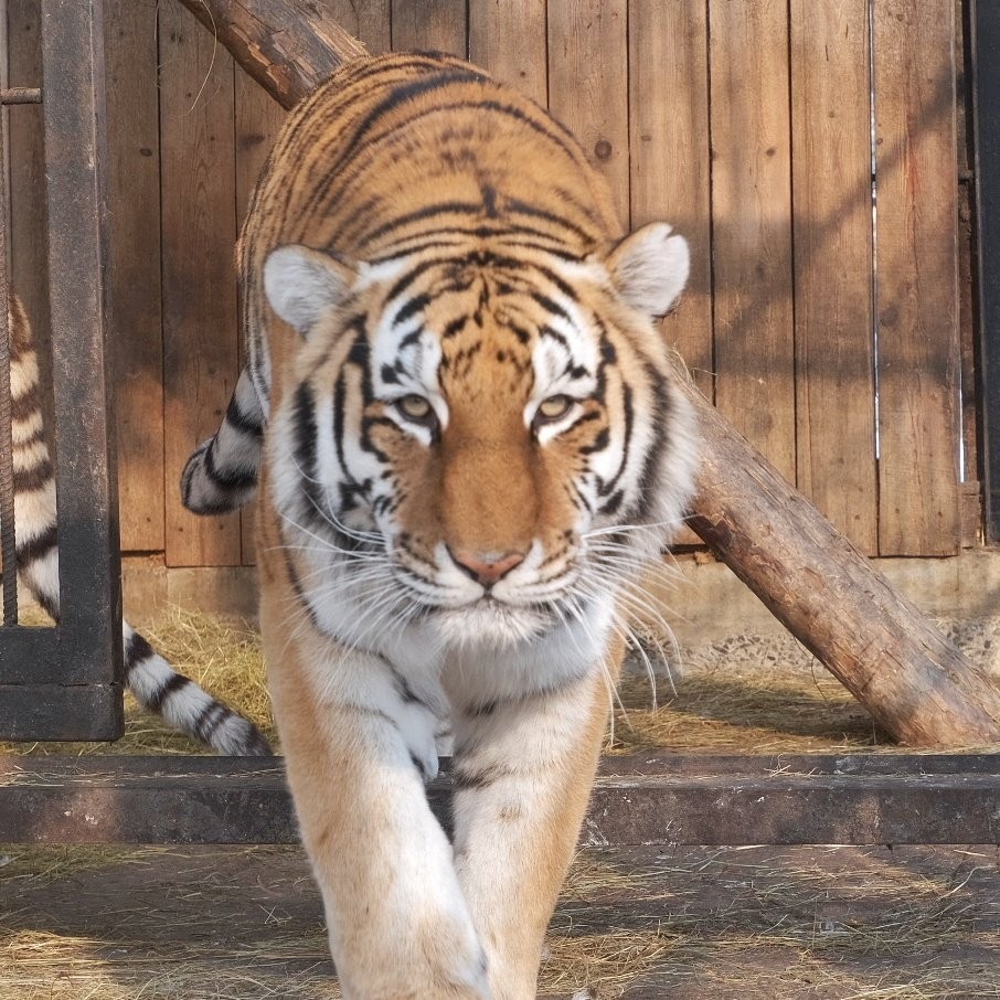 Амурский тигр (15)