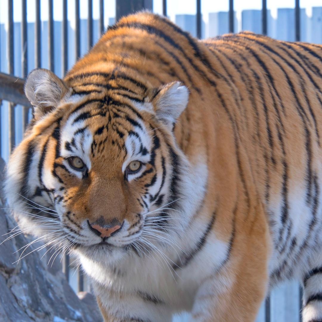 Амурский тигр (25)
