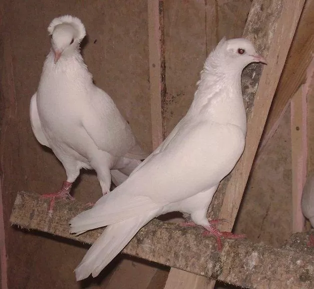 Бакинский голубь