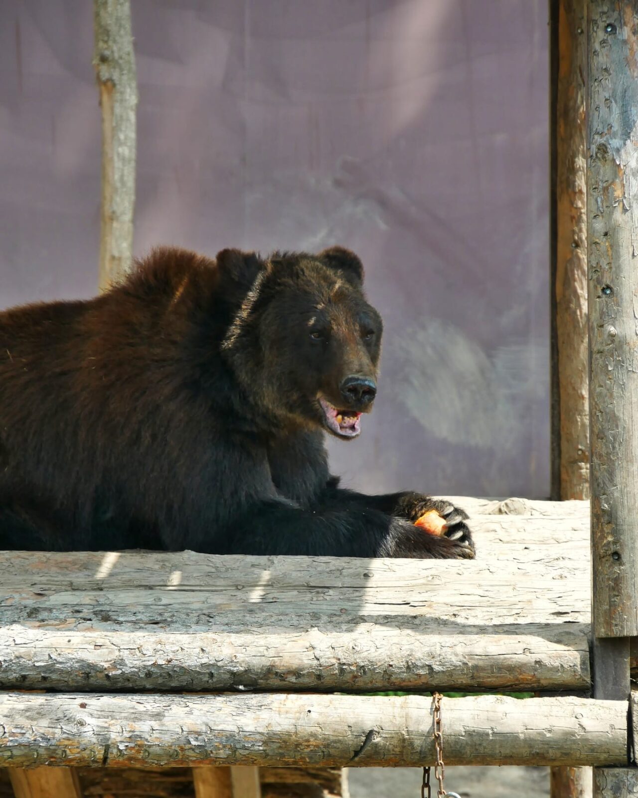 Бурый медведь (2)