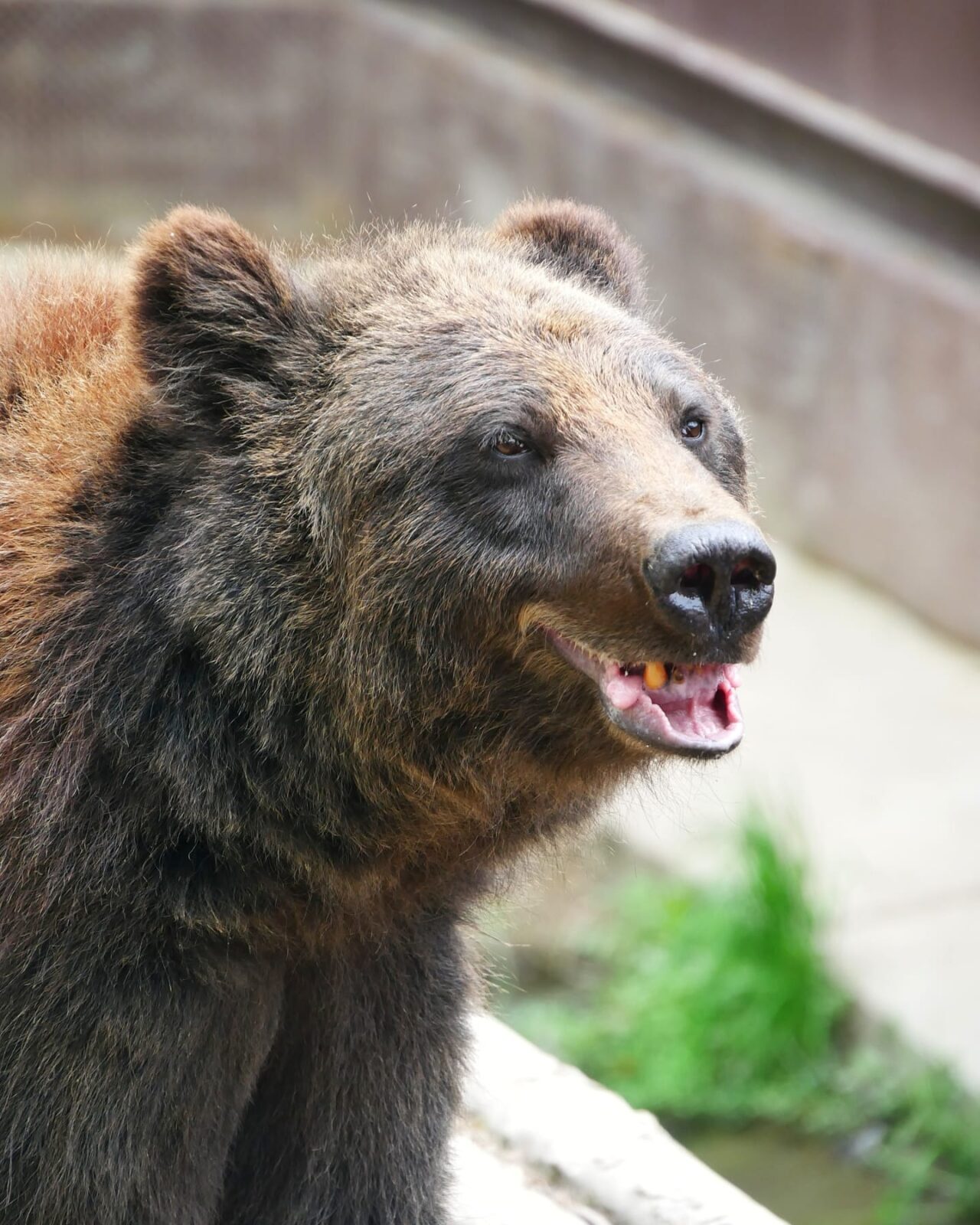 Бурая медведица — Зоопарк Садгород