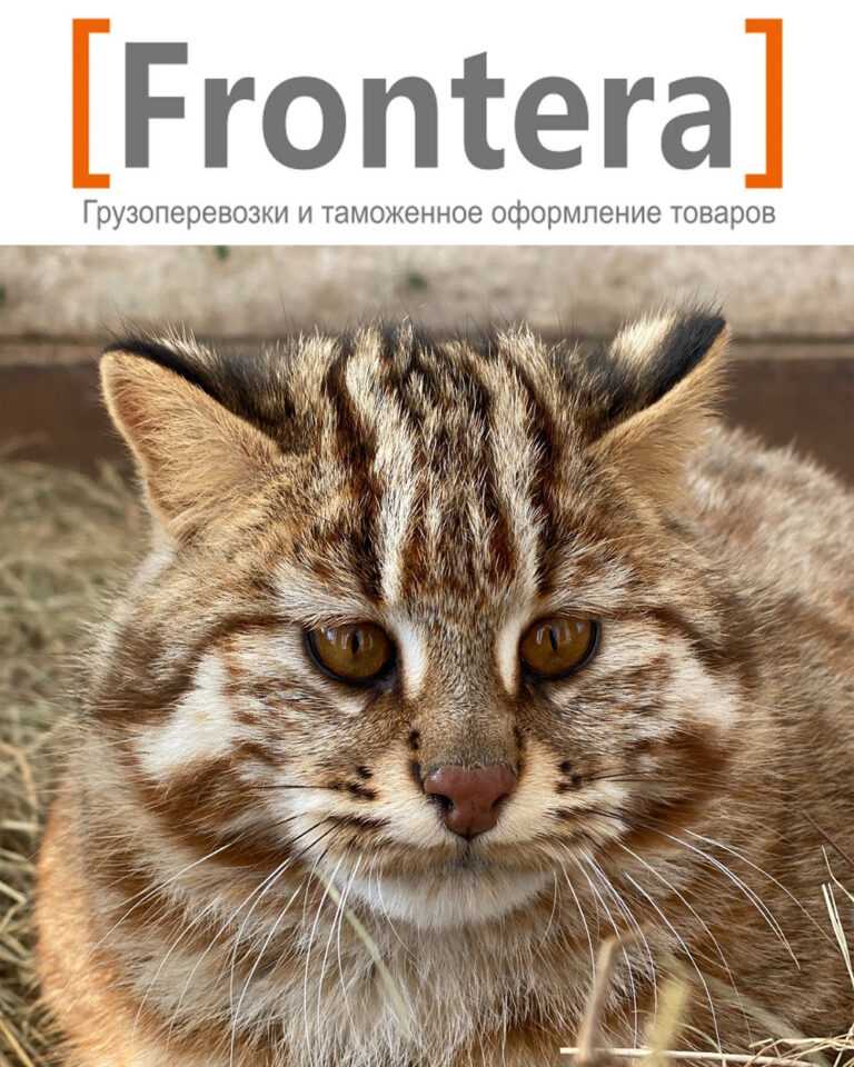 Логистическая компания Frontera Group опекает ДВ кошку по кличке Фея