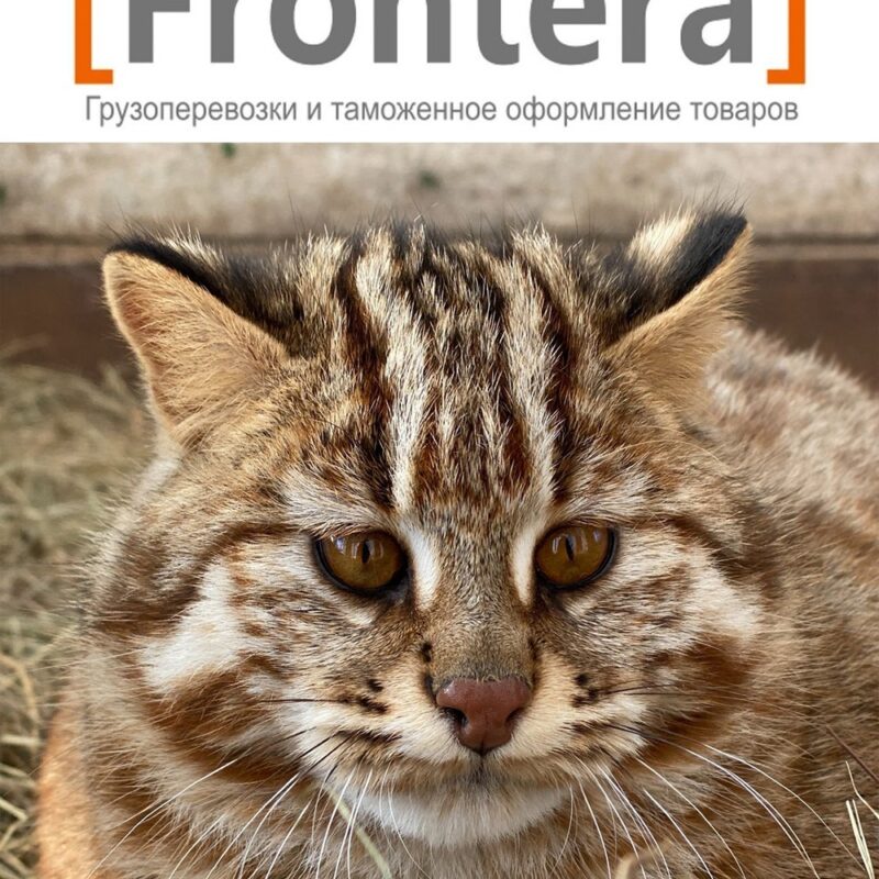 Логистическая компания Frontera Group опекает ДВ кошку по кличке Фея