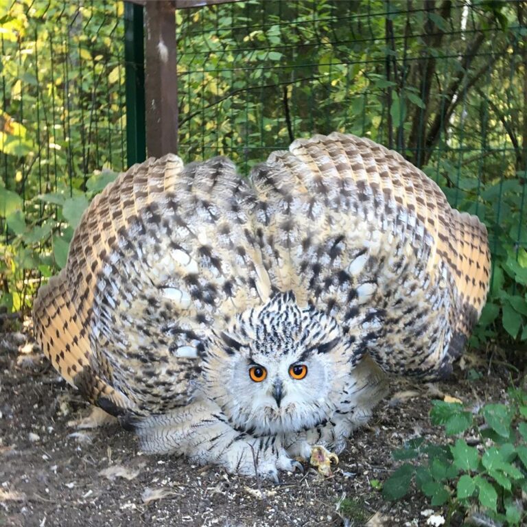 Филин