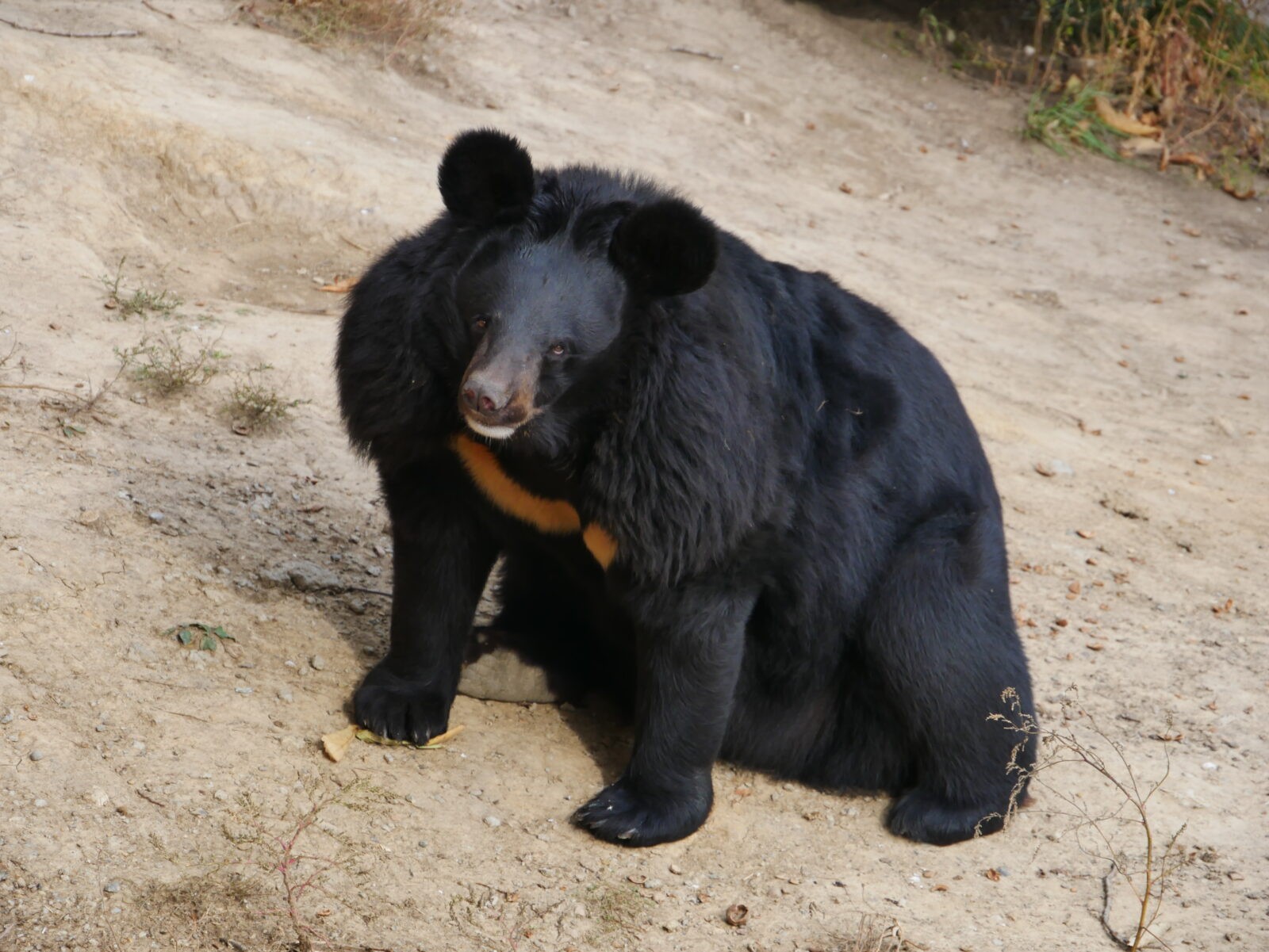 Гималайские медведи (22)