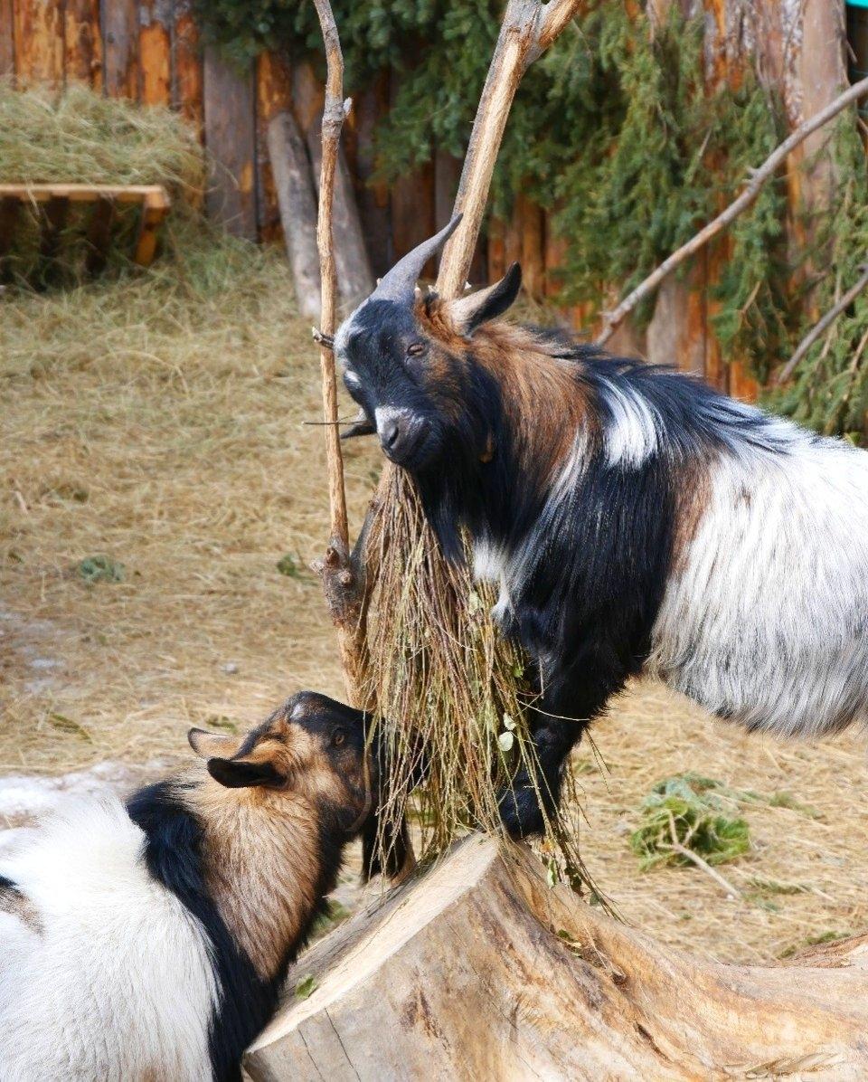 Камерунская коза (2)