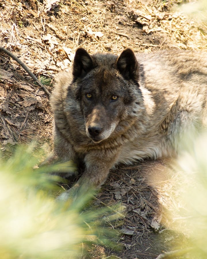 Канадский волк (10)
