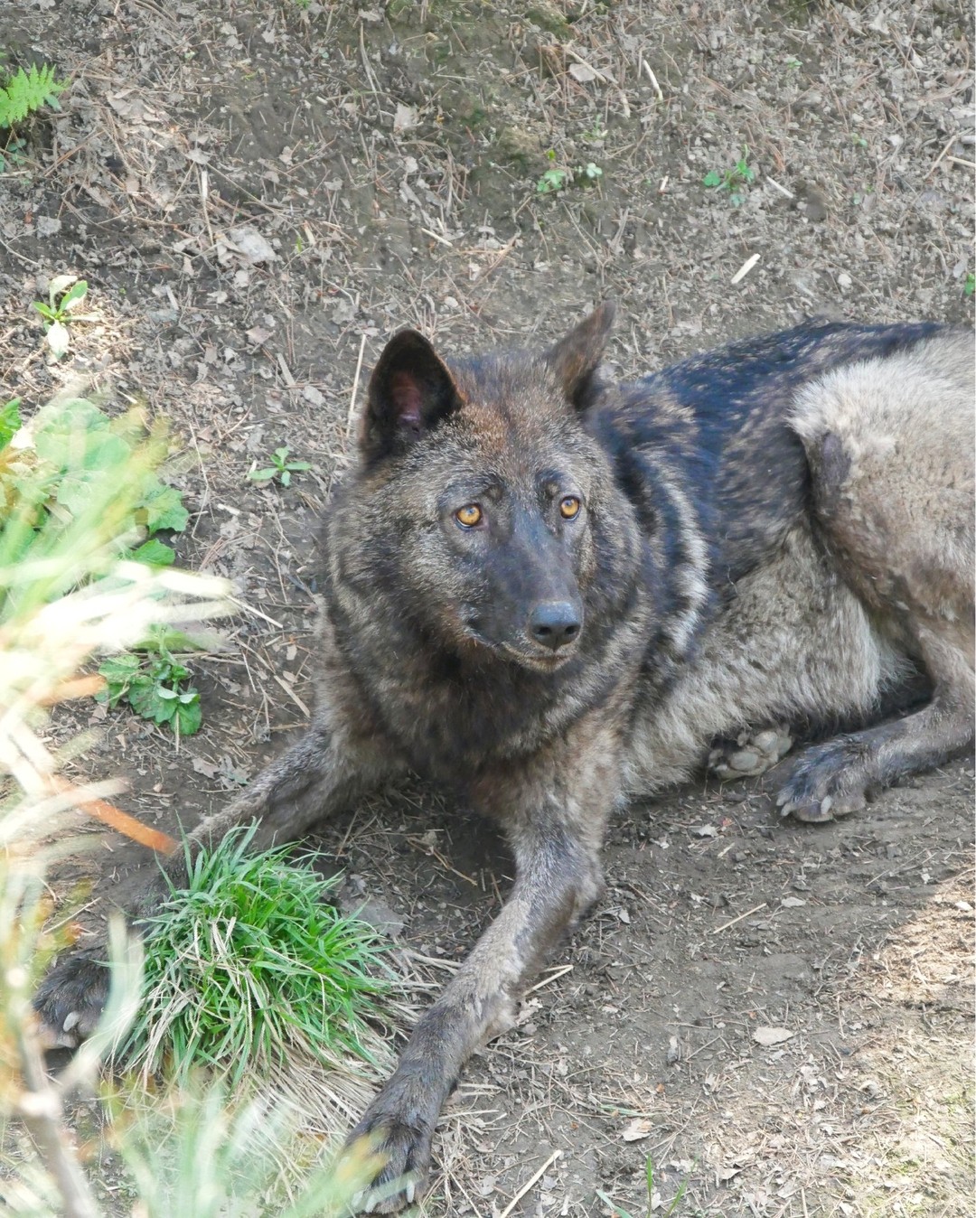 Канадский волк (11)