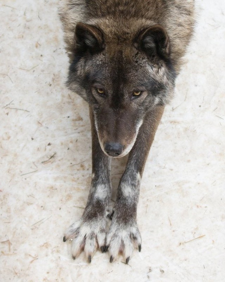 Канадский волк (13)