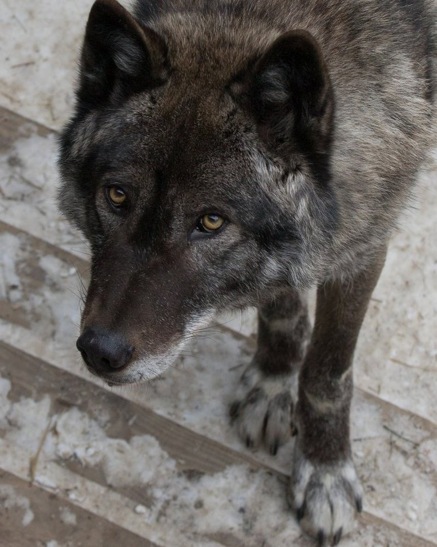 Канадский волк (14)