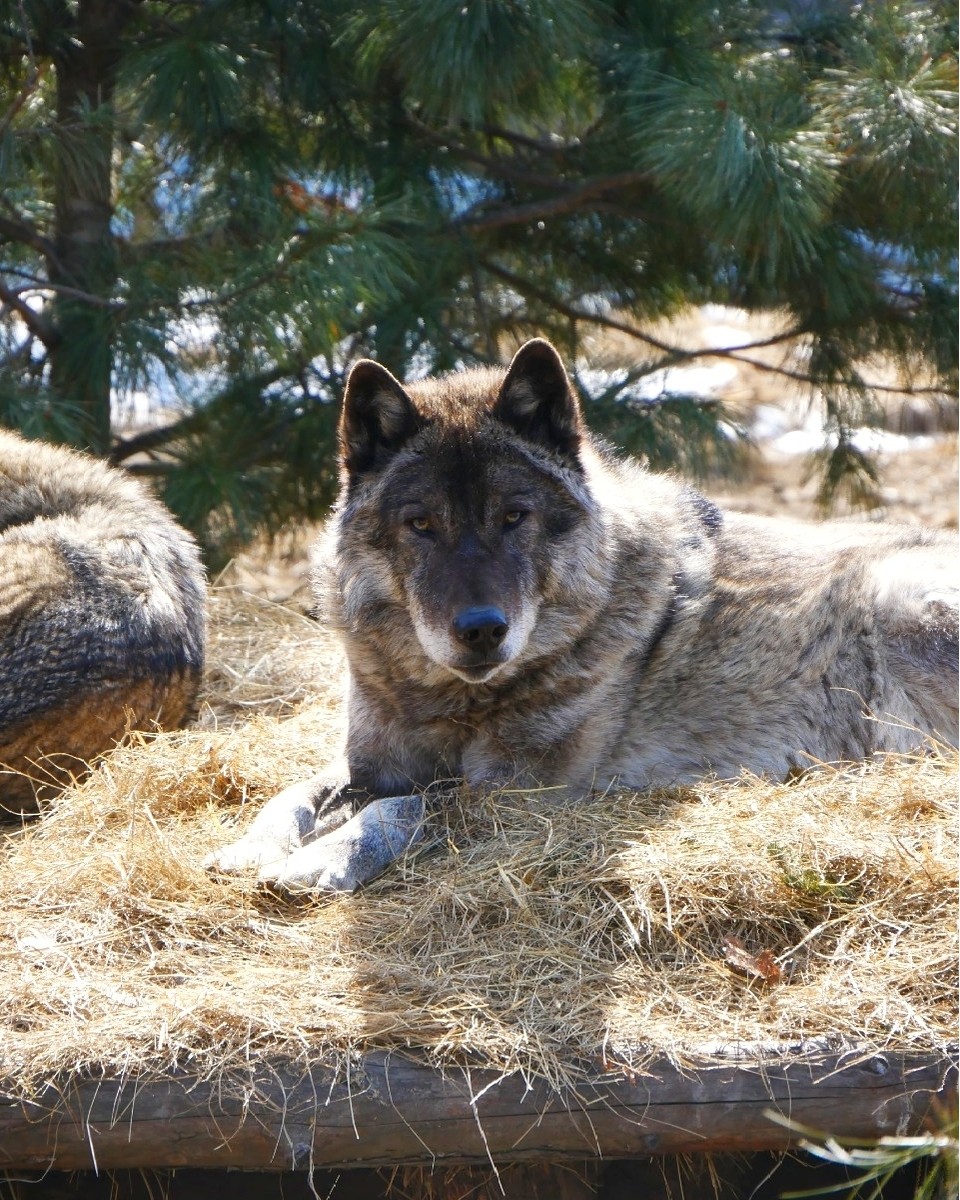 Канадский волк (15)