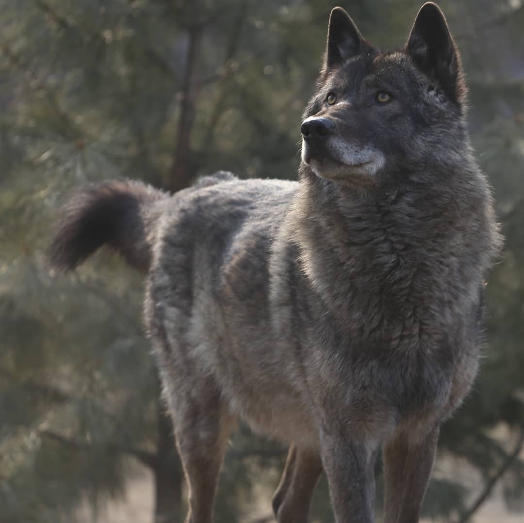 Канадский волк (7)