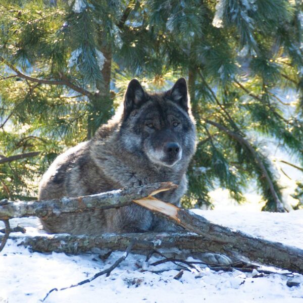 Волки прочно обосновались в лидерах пищевой цепи.🐺