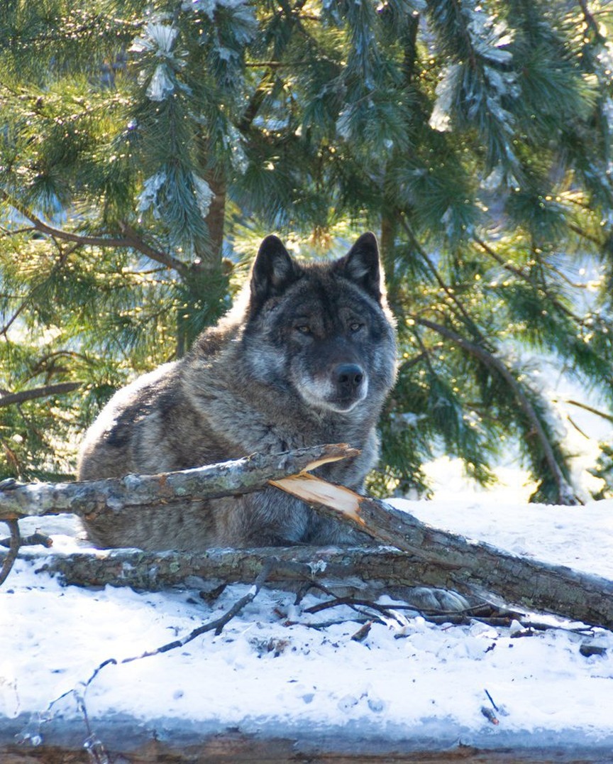 Канадский волк (8)