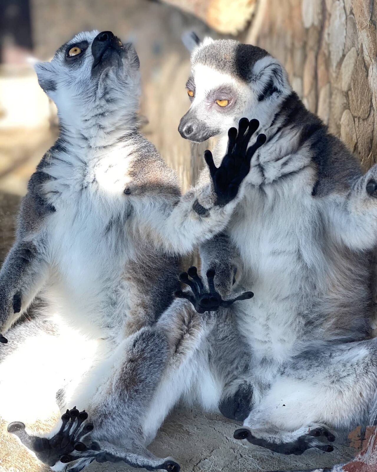 Кошачий лемур — Зоопарк Садгород