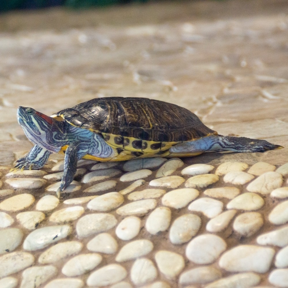 Красноухая черепаха (1)