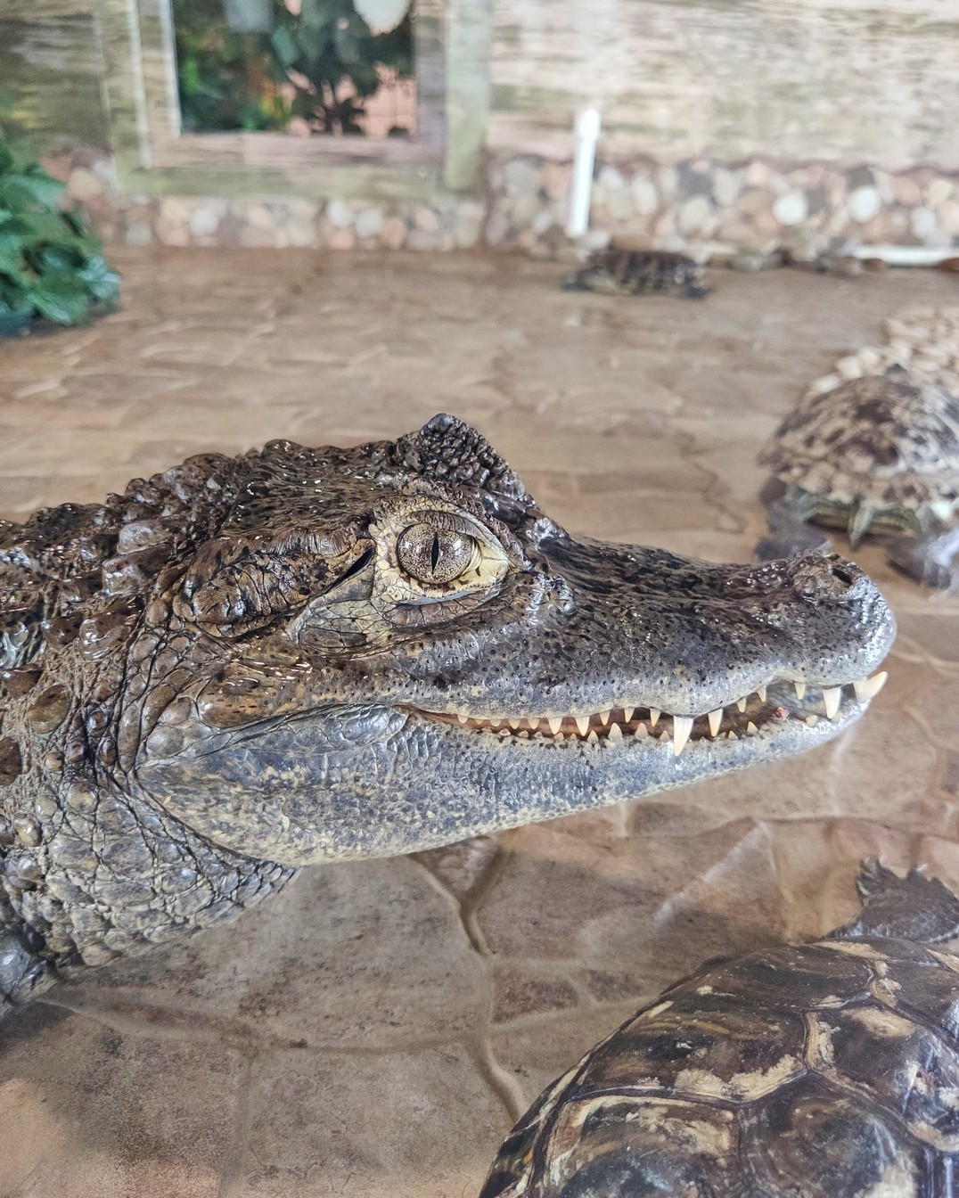 Крокодиловый кайман (4)