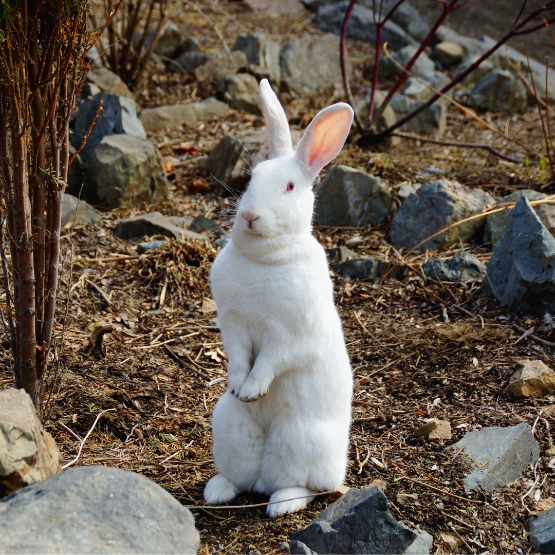 Кролик (1)