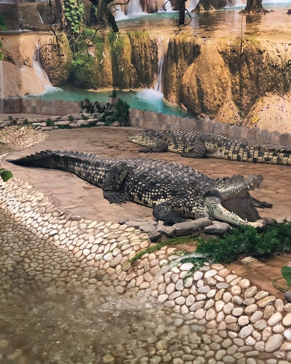 Нильский крокодил (2)