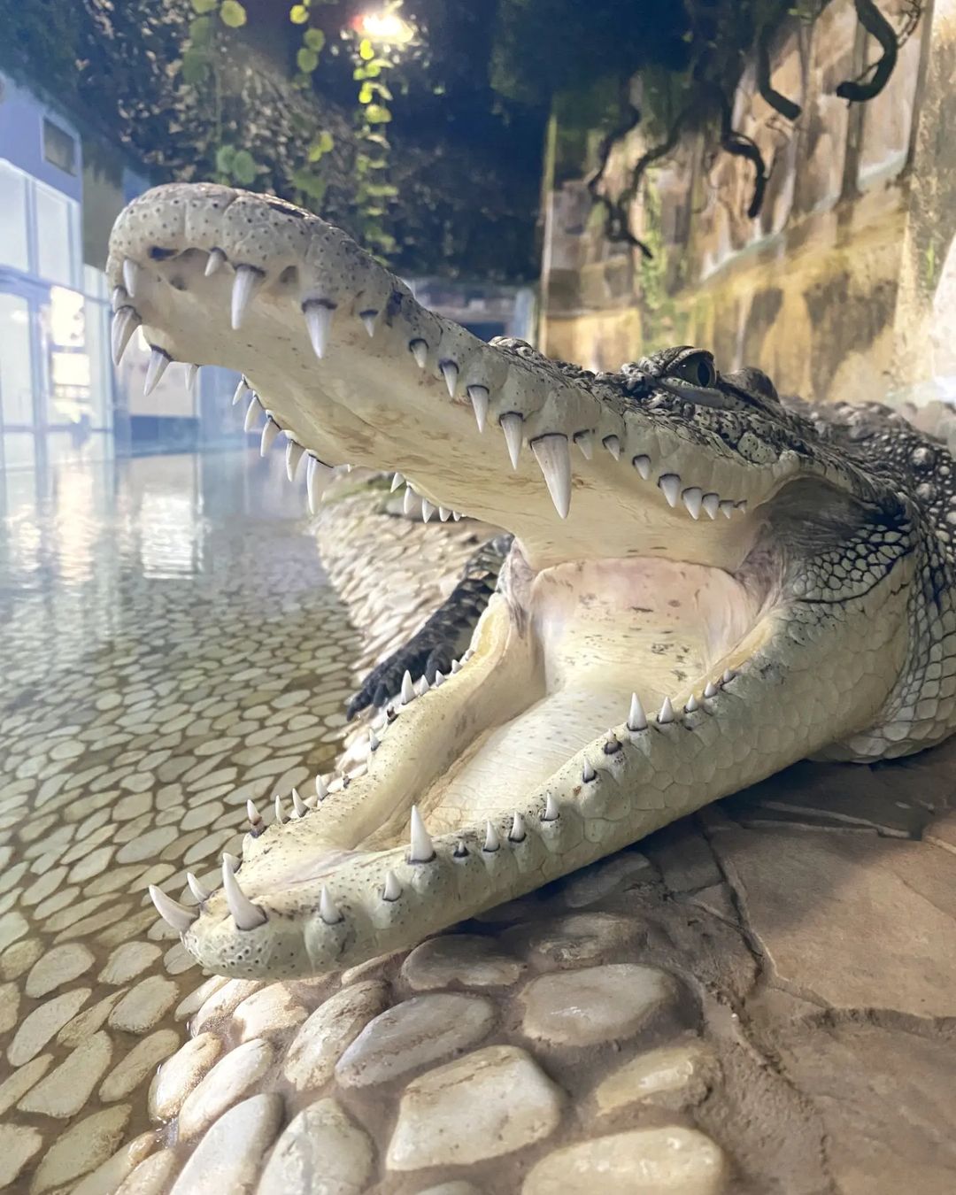 Нильский крокодил — Зоопарк Садгород