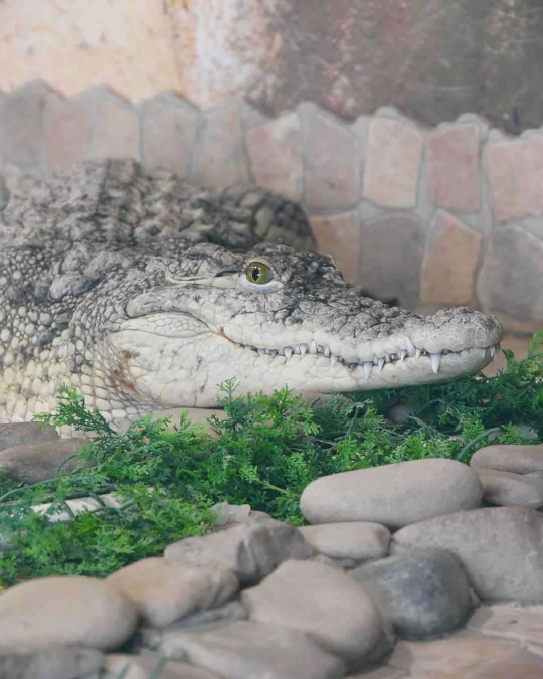 Нильский крокодил (5)