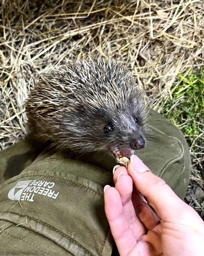 МЕНЮ НАШИХ ЕЖЕЙ.🦔❤️