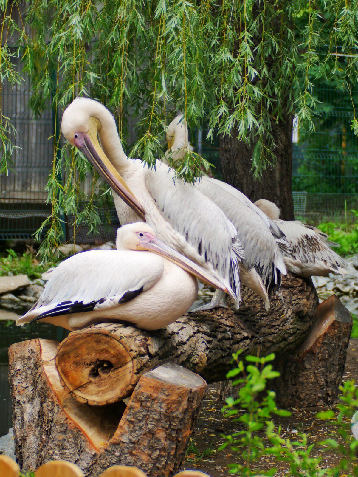 Розовый пеликан (1)
