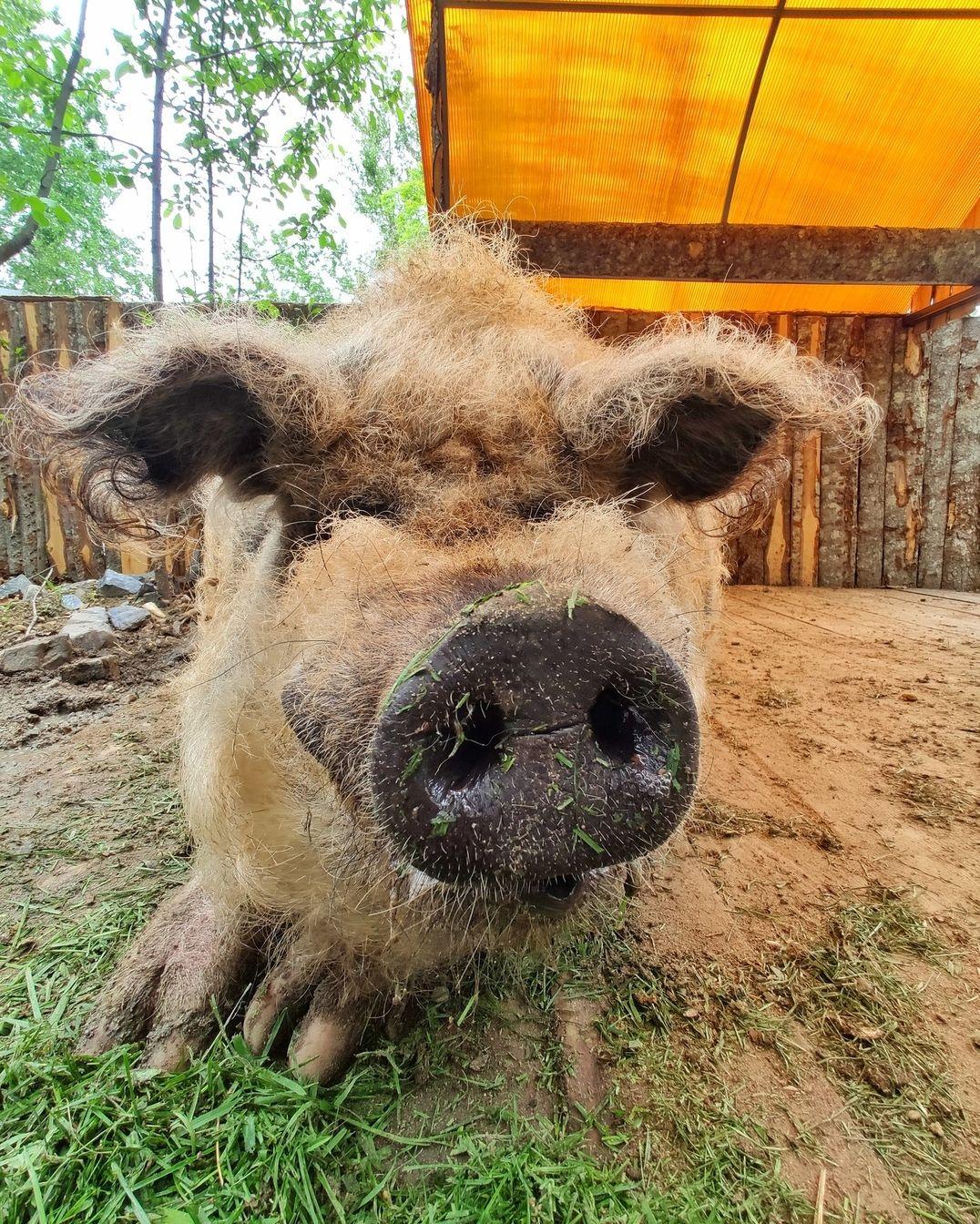 Венгерская мангалица свинья — Зоопарк Садгород