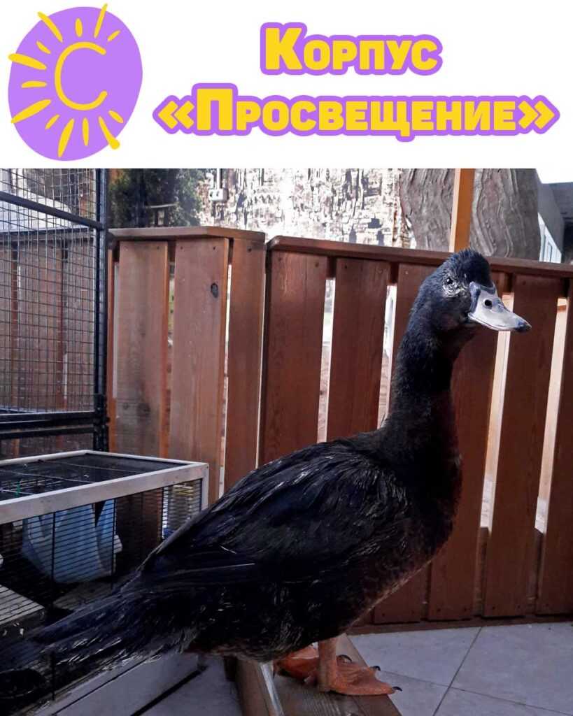 Студенческая Организация Корпус «Просвещение» ДВФУ опекают селезня по кличке ПУК