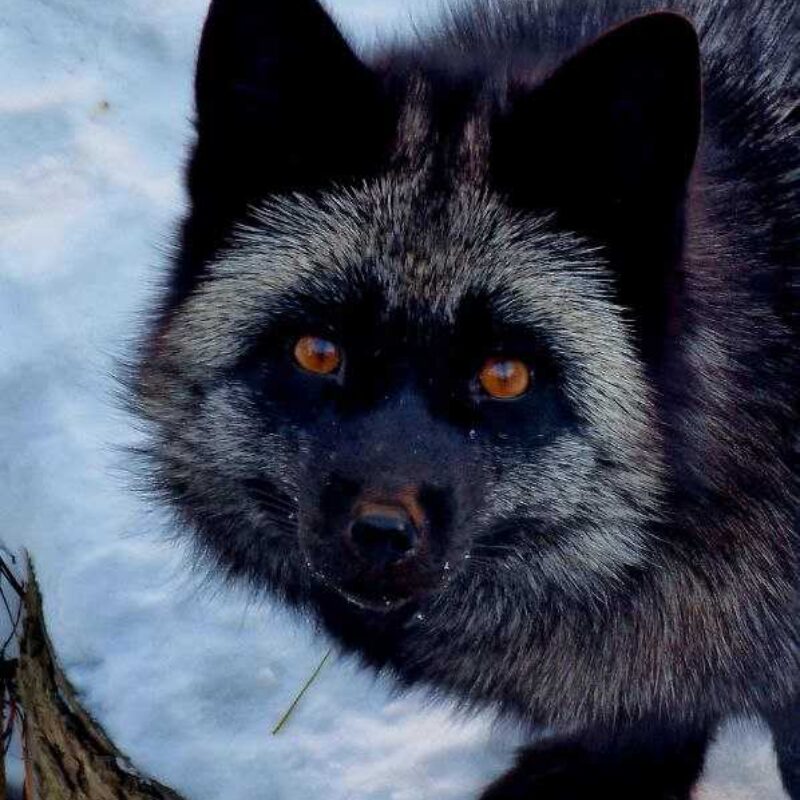 Легенда гласит, что чернобурая лисица приносит счастье всем, кто хоть раз её видел, поскольку она очень редкая.😍