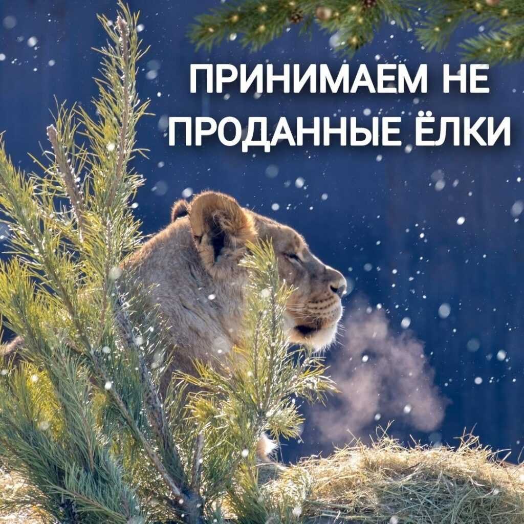 🌲ЗООПАРК ПРИНИМАЕТ НЕ ПРОДАННЫЕ ЁЛКИ!🌲