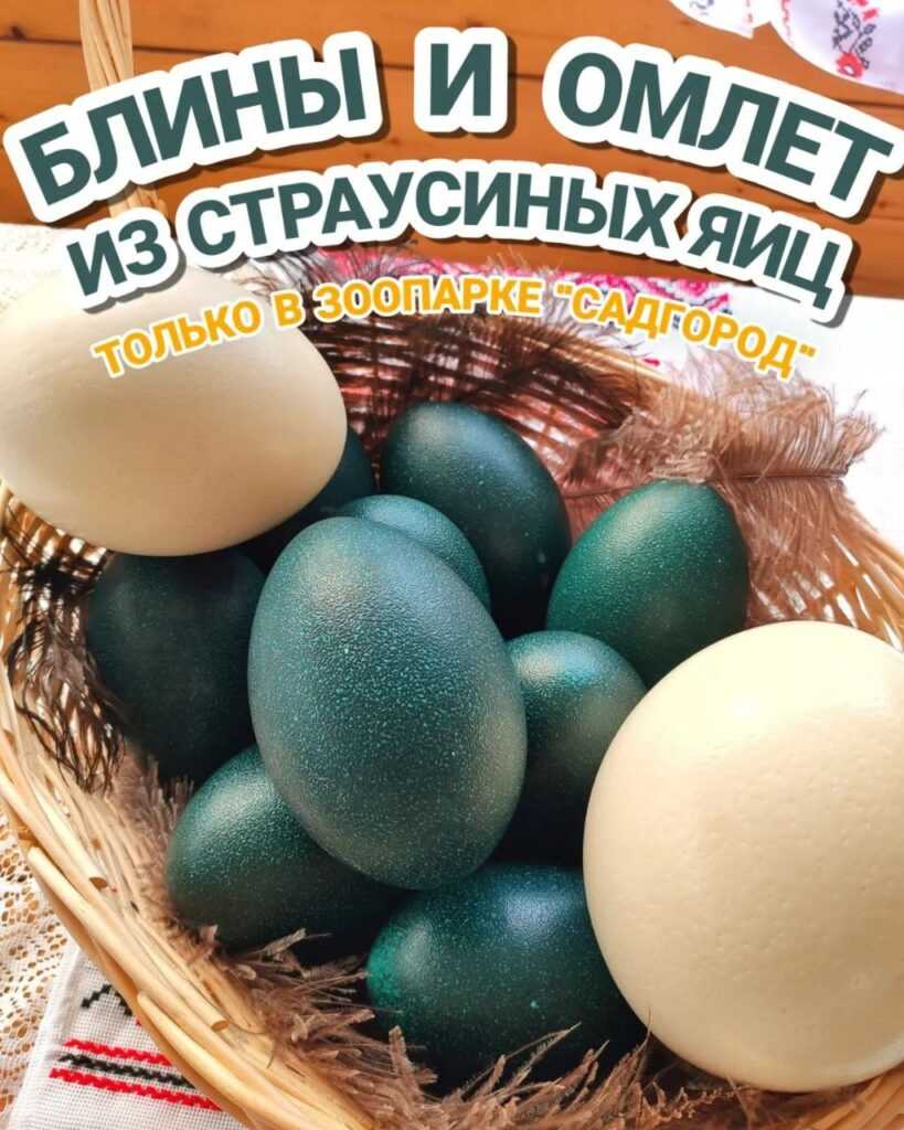 Не за горами Масленица🥞 и наши Австралийские страусы каждый сезон несут яйца. Да не простые, а изумрудные!🤩