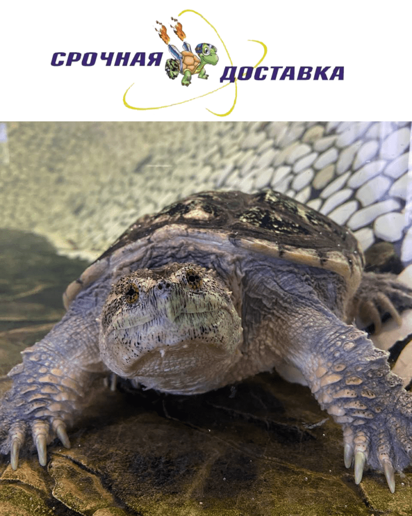 Официальный опекун каймановой черепахи по кличке Деливери: Транспортно-логистическая компания «Срочная доставка»