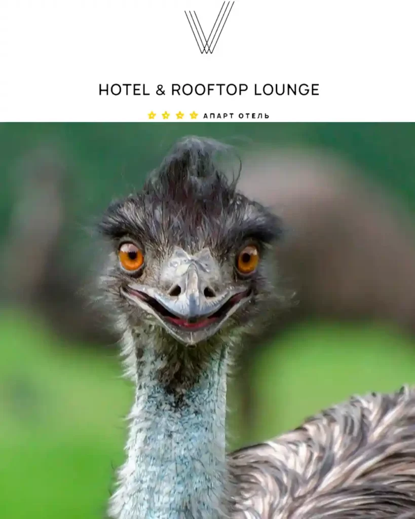 «V hotel & rooftop lounge» опекает австралийского эму