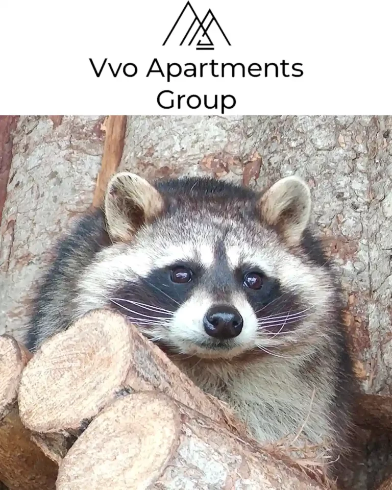 "VVO Apartments Group" опекает енота полоскуна по кличке Тимочка