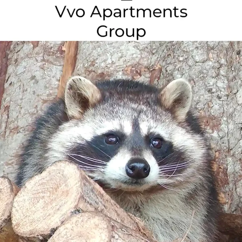 «VVO Apartments Group» опекает енота полоскуна по кличке Тимочка