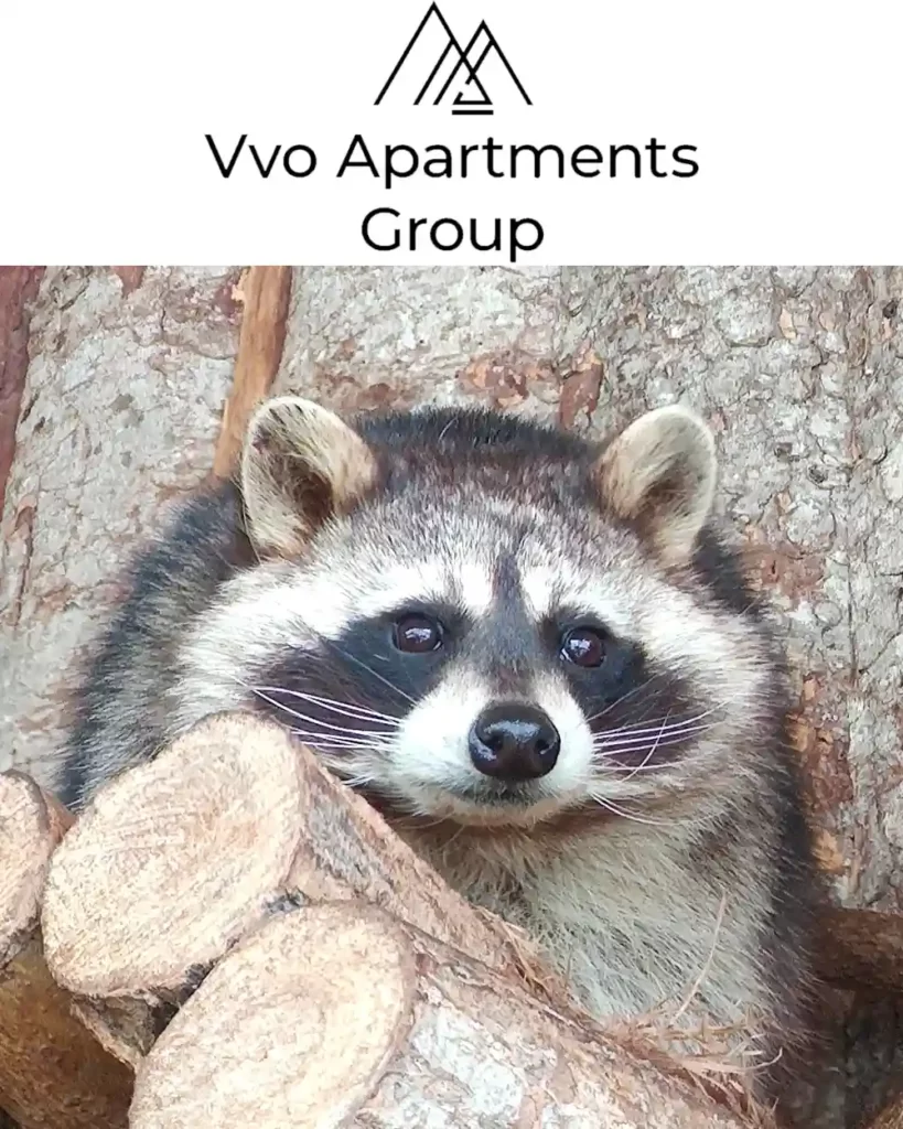 «VVO Apartments Group» опекает енота полоскуна по кличке Тимочка
