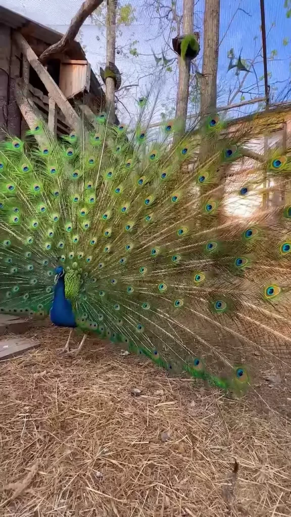 Как прекрасен в своем разнообразии🐓🐣🕊️🦆🦚🦃 и многоголосен наш птичий двор!