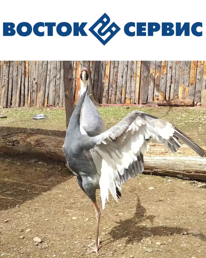 официальный опекун даурского журавляГруппа компаний «ВОСТОК-СЕРВИС»