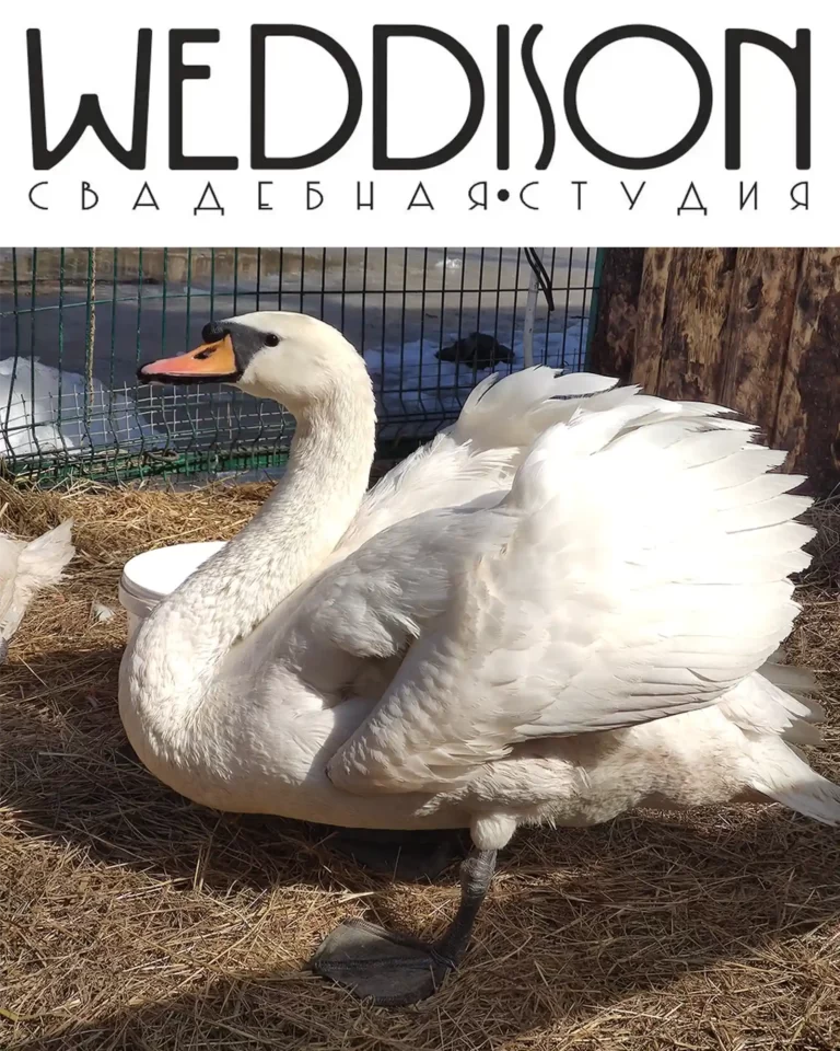 официальный опекун лебедя по кличке Амур Студия свадебных и вечерних платьев «Weddison»