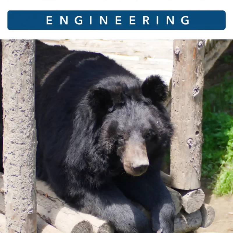 Официальный опекун гималайского медведя по кличке Егор Компания-застройщик «ESKADRA ENGINEERING»