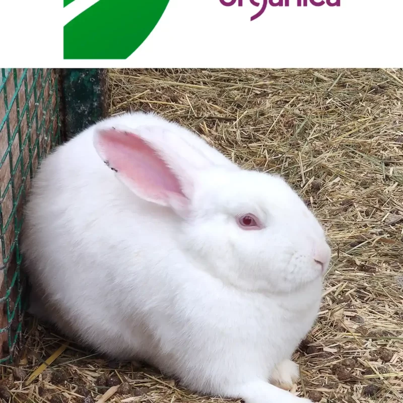 опекун белого кролика по кличке творожок: эко маркет «Organica»