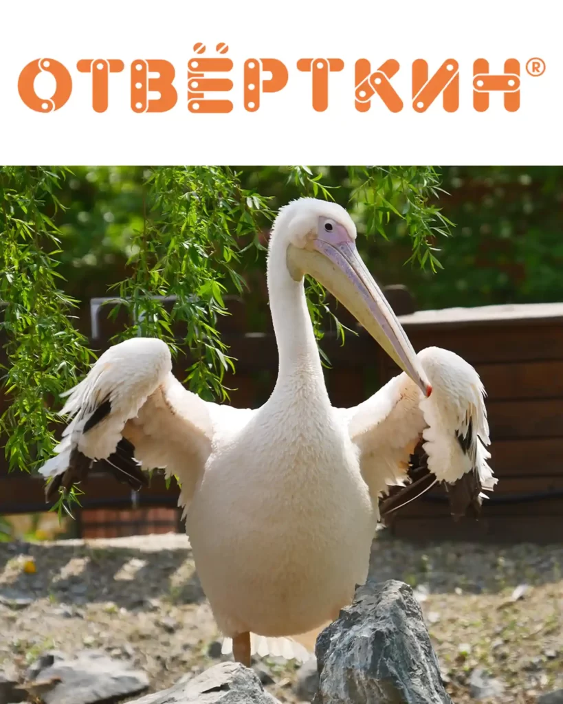 Официальный опекун розового пеликана по кличке Оливер оконная компания «Отвёрткин»