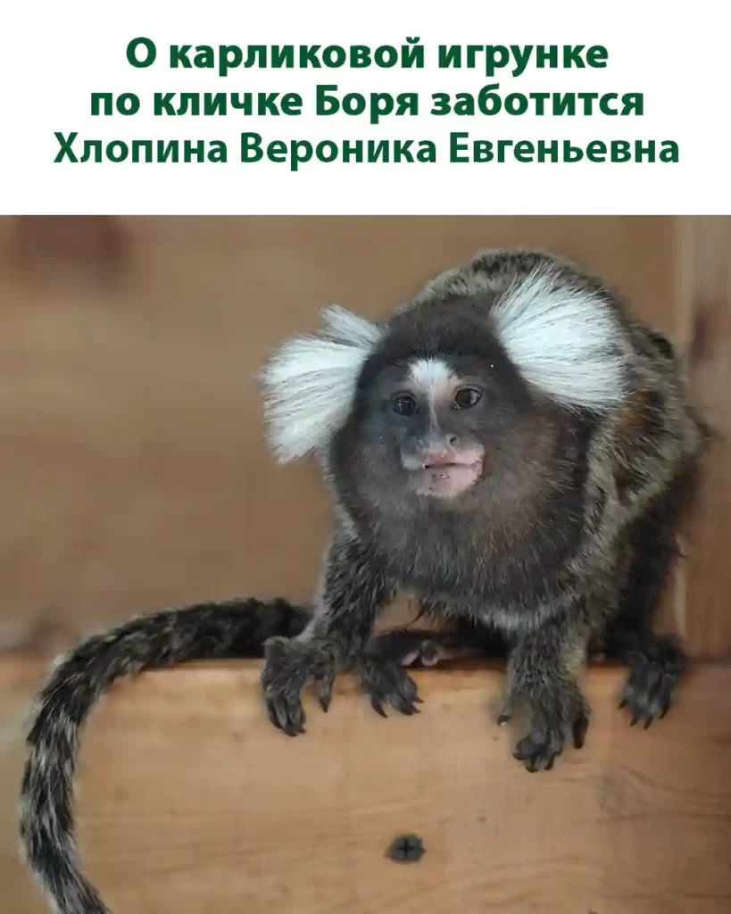 Официальный опекун карликовой игрунки по кличке Боря, Хлопина Вероника Евгеньевна