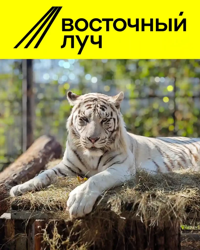 Официальный опекун бенгальского тигра по кличке Маркиз, ООО «С3 «Восточный луч»