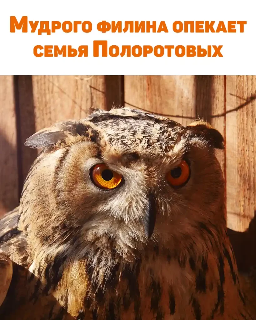 Мудрого филина опекает семья Полоротовых